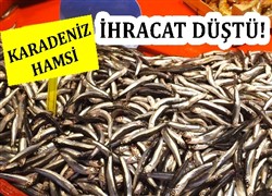 Hamsi hracat Dt